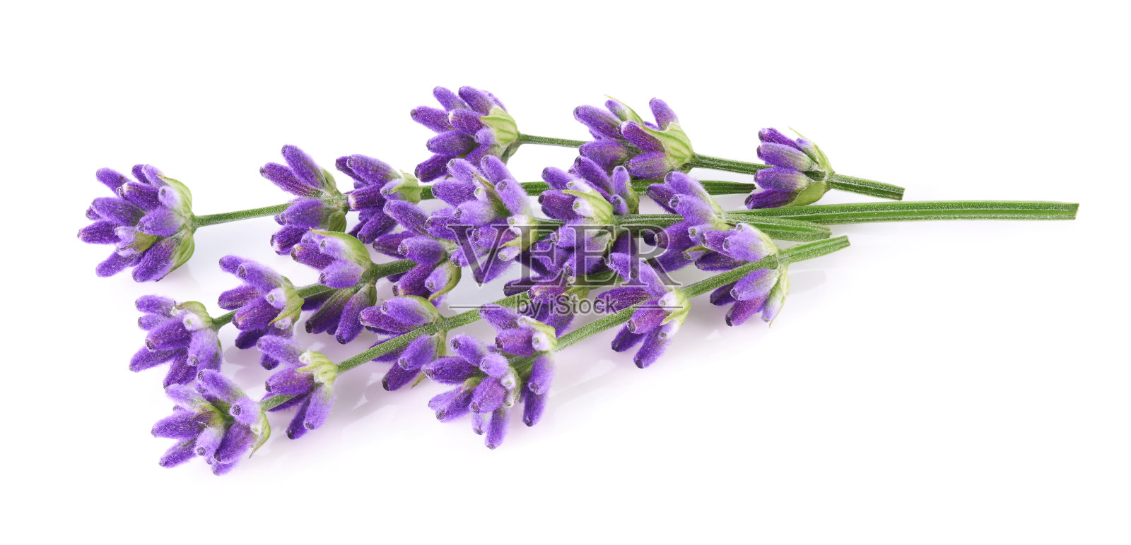 薰衣草花孤立在白色背景上照片摄影图片