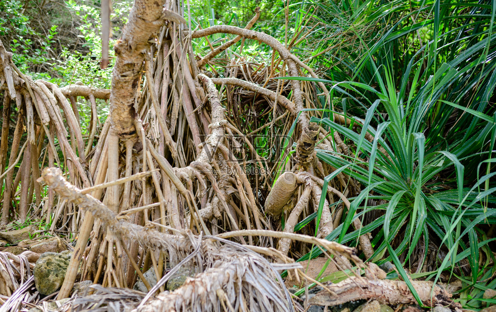 露兜树的根靠近，生长在海洋的边缘。从叶和根中提取的纤维，用于制作垫子和篮子照片摄影图片