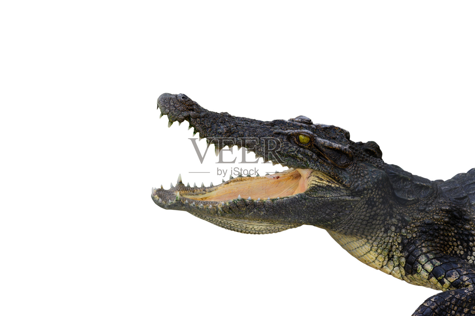 白色背景上的鳄鱼肖像。野生动物照片。照片摄影图片