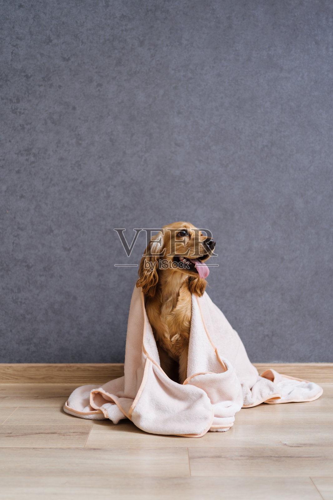 狗在家里盖着毯子照片摄影图片