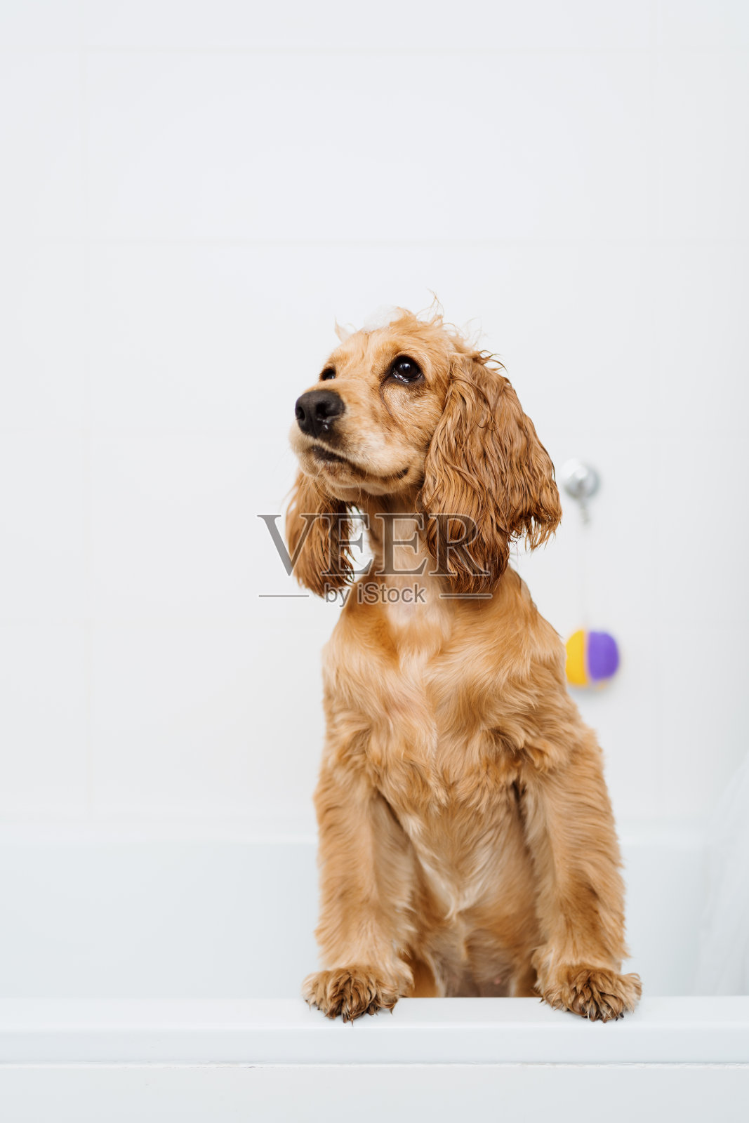 可爱的狗在浴室里照片摄影图片