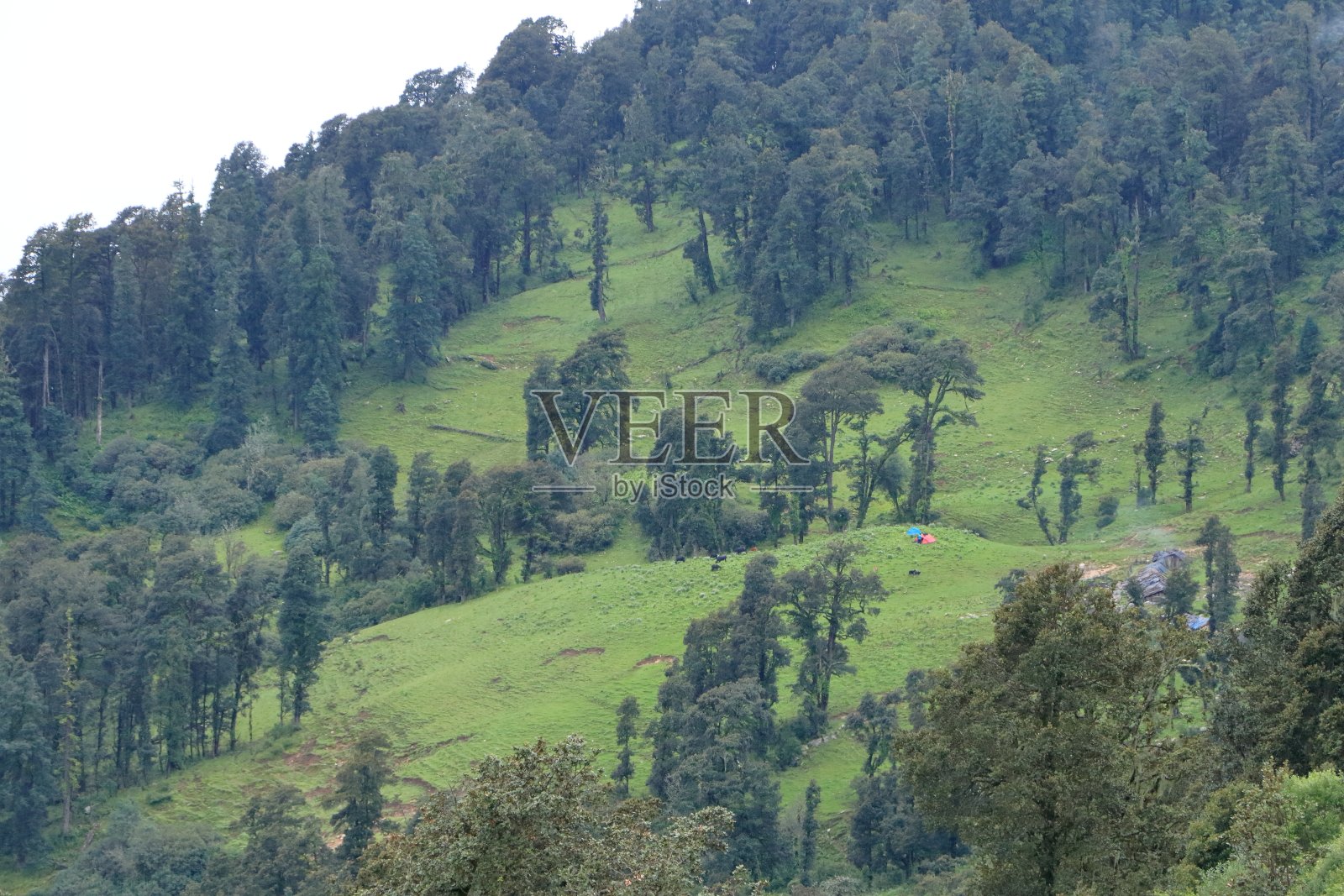达亚拉草甸：美丽的阿尔卑斯草甸照片摄影图片