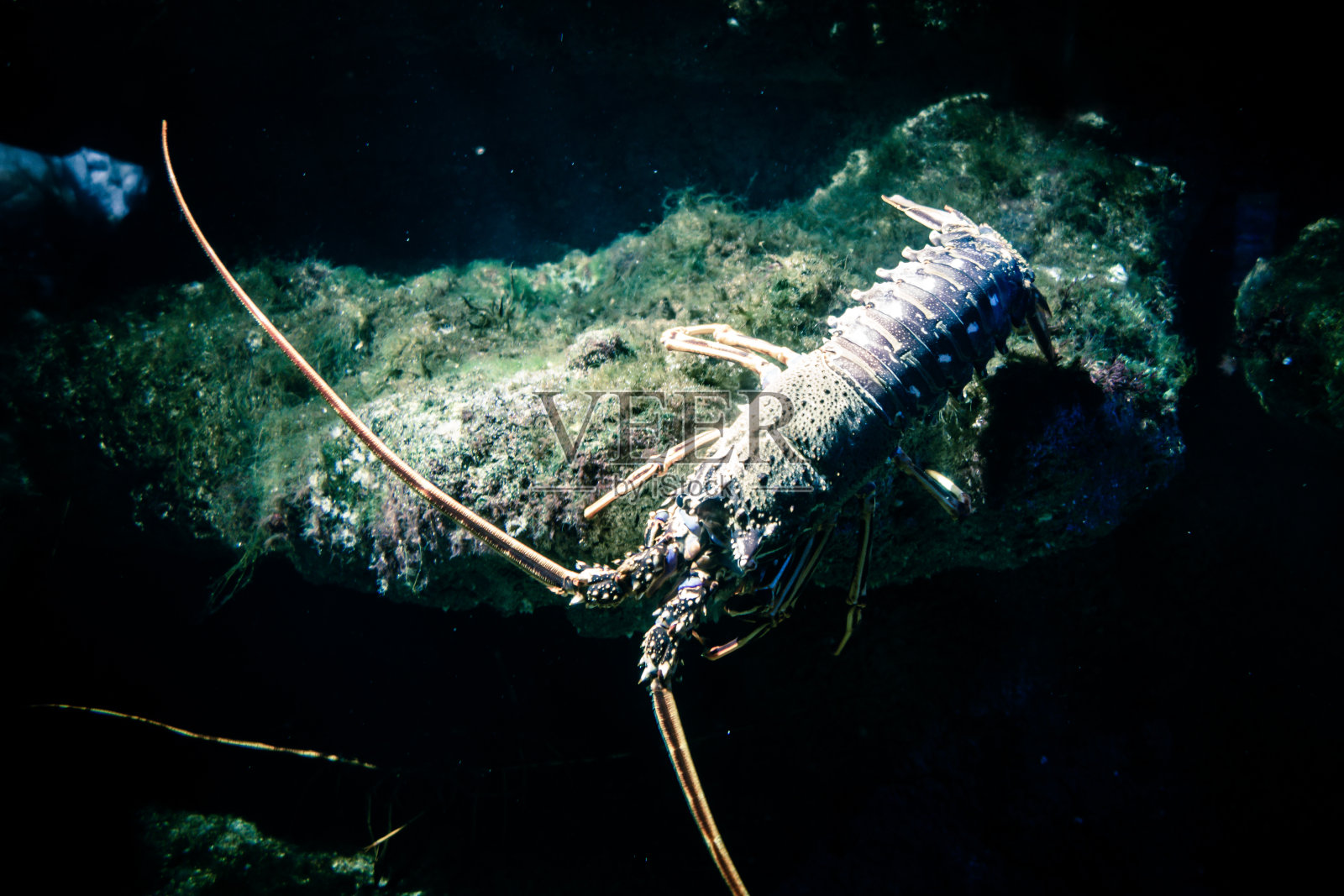 海底龙虾照片摄影图片