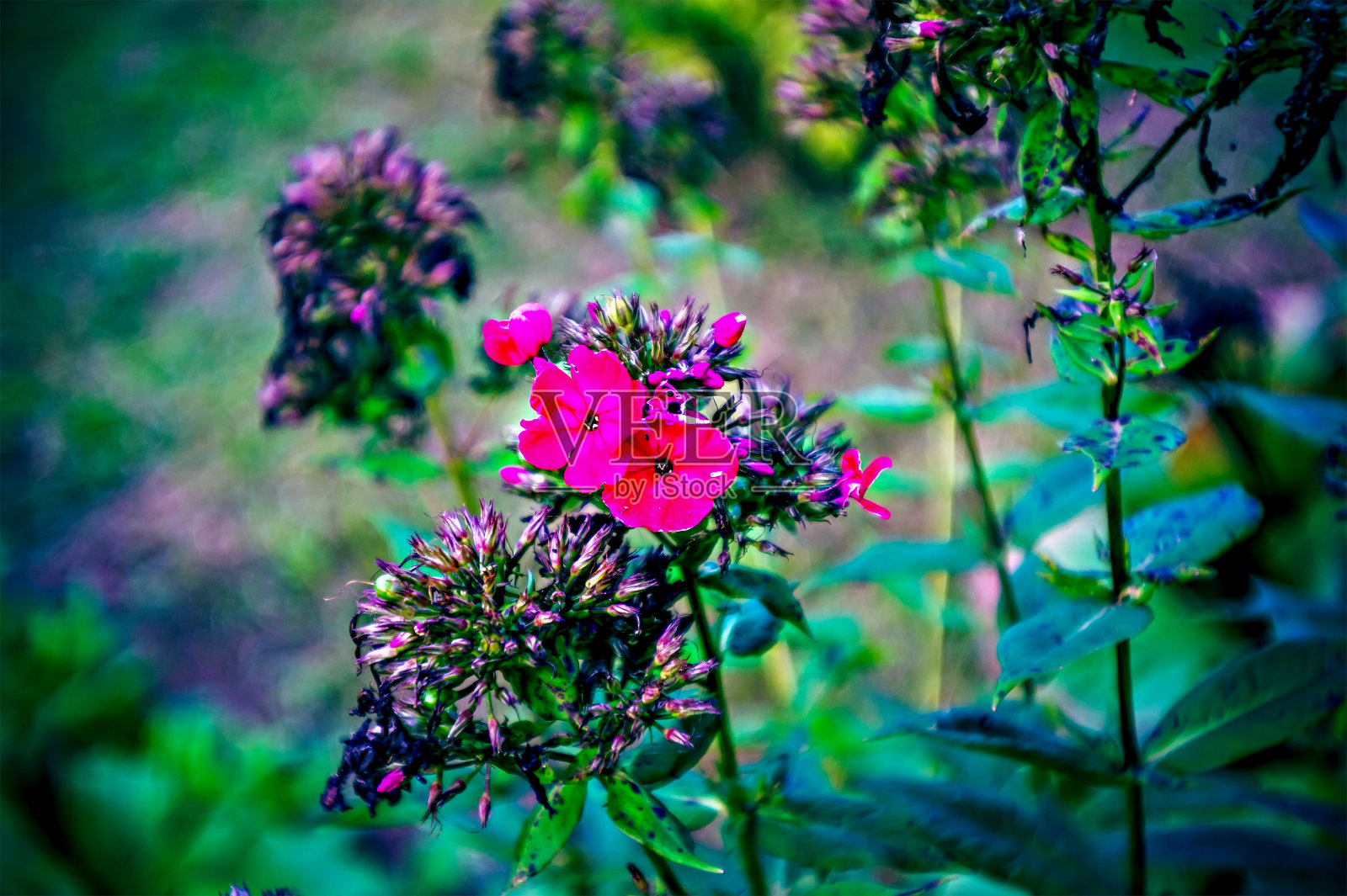 夏天花园里有紫色的小花照片摄影图片