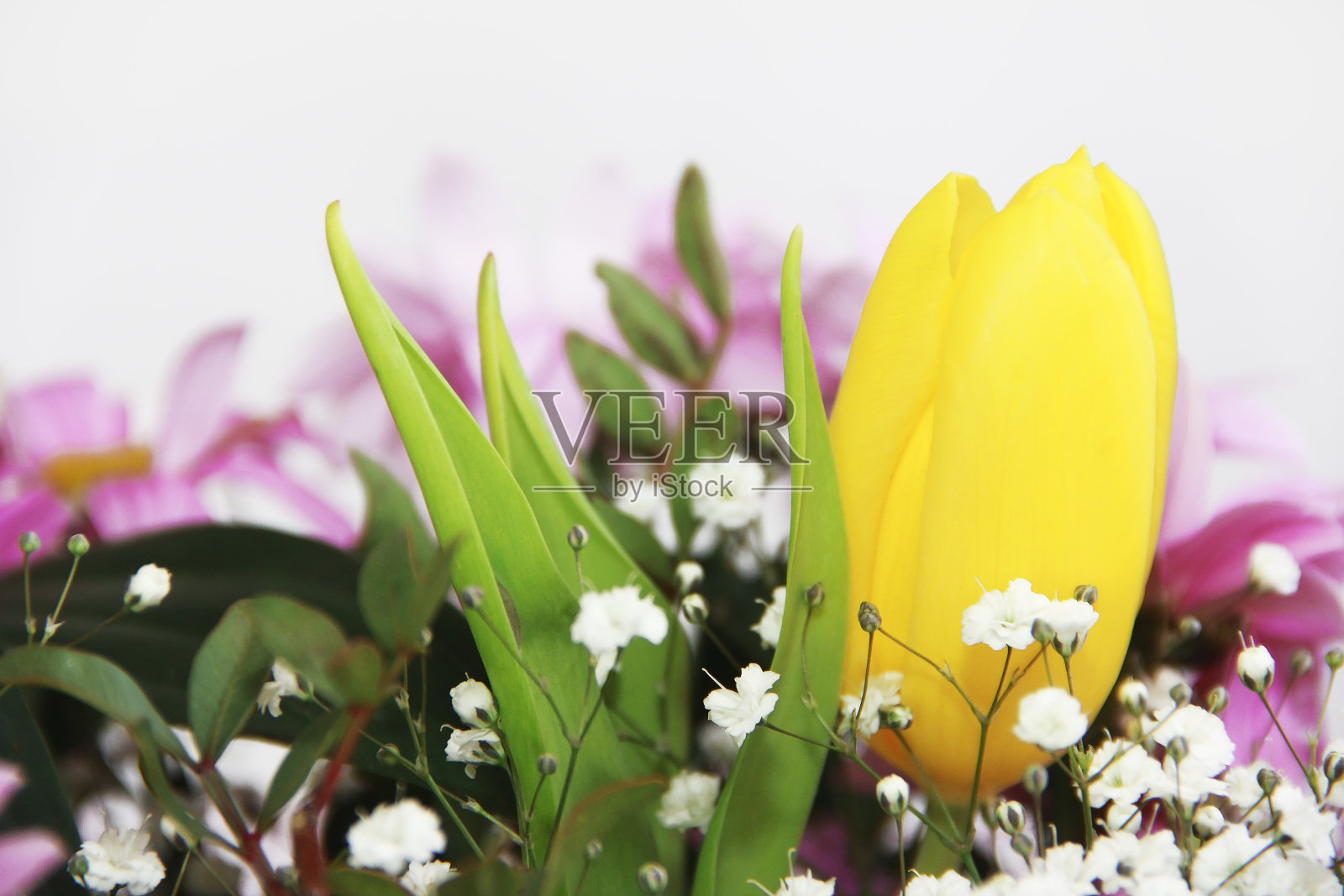 粉红色的菊花和黄色的郁金香照片摄影图片