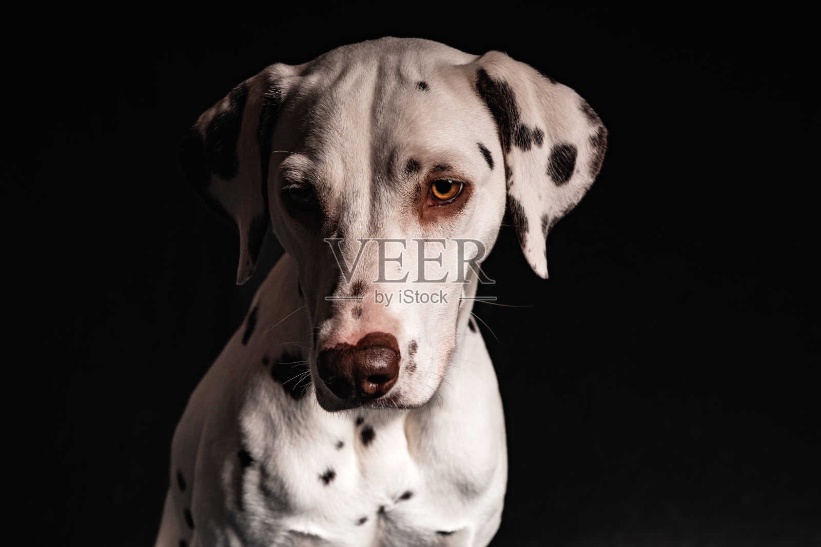 一只年轻的斑点狗在黑色背景上的肖像。照片摄影图片