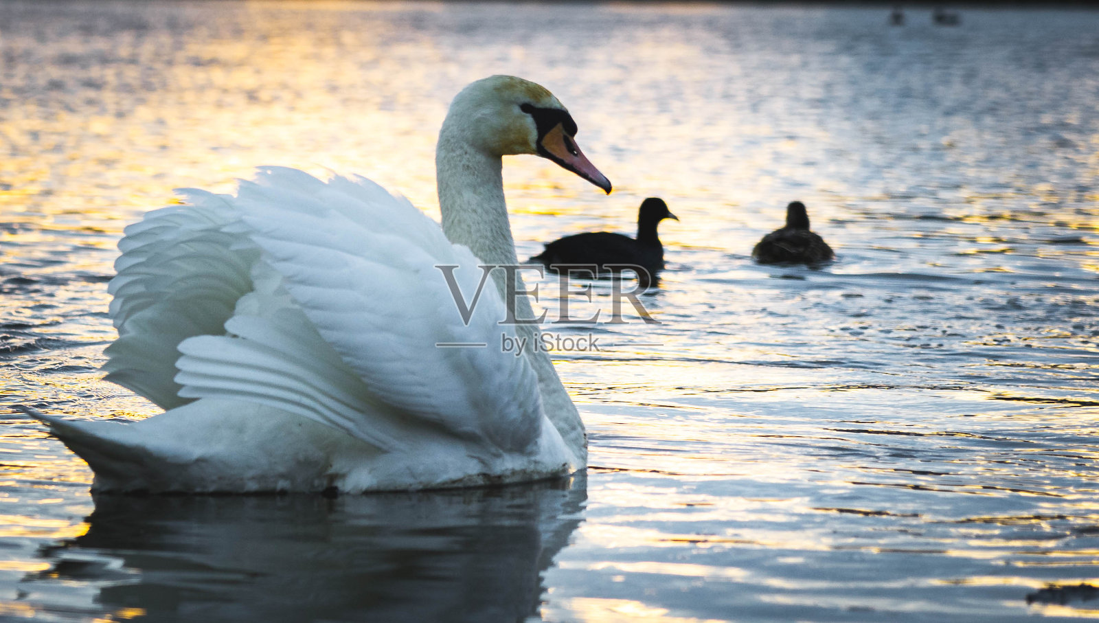 展开翅膀的天鹅照片摄影图片