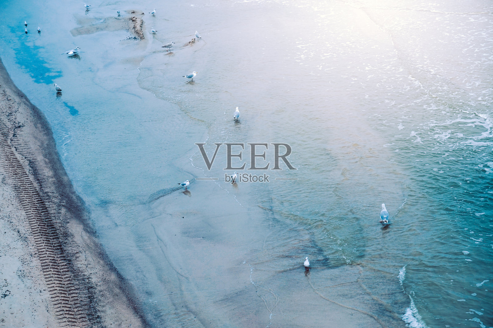 海岸上的海鸥照片摄影图片