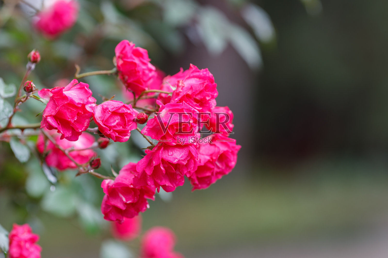 树枝上有粉红色的玫瑰花蕾，花园里有一群玫瑰照片摄影图片
