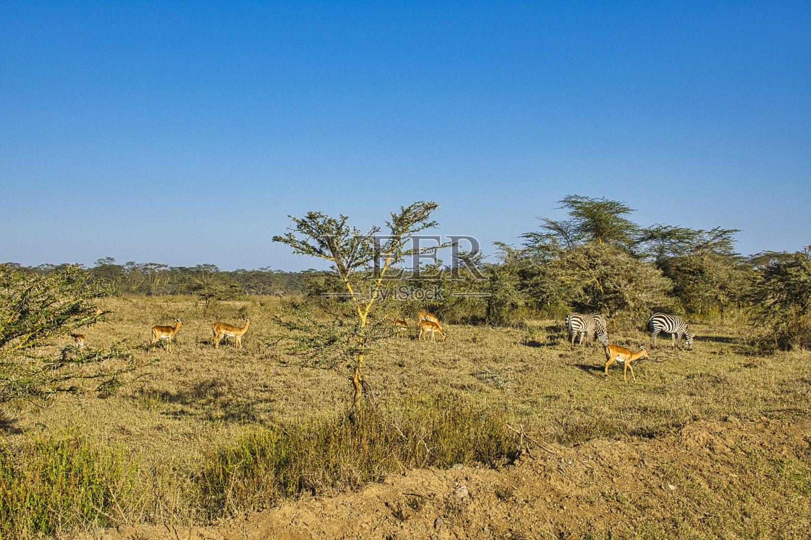观塘野照片摄影图片