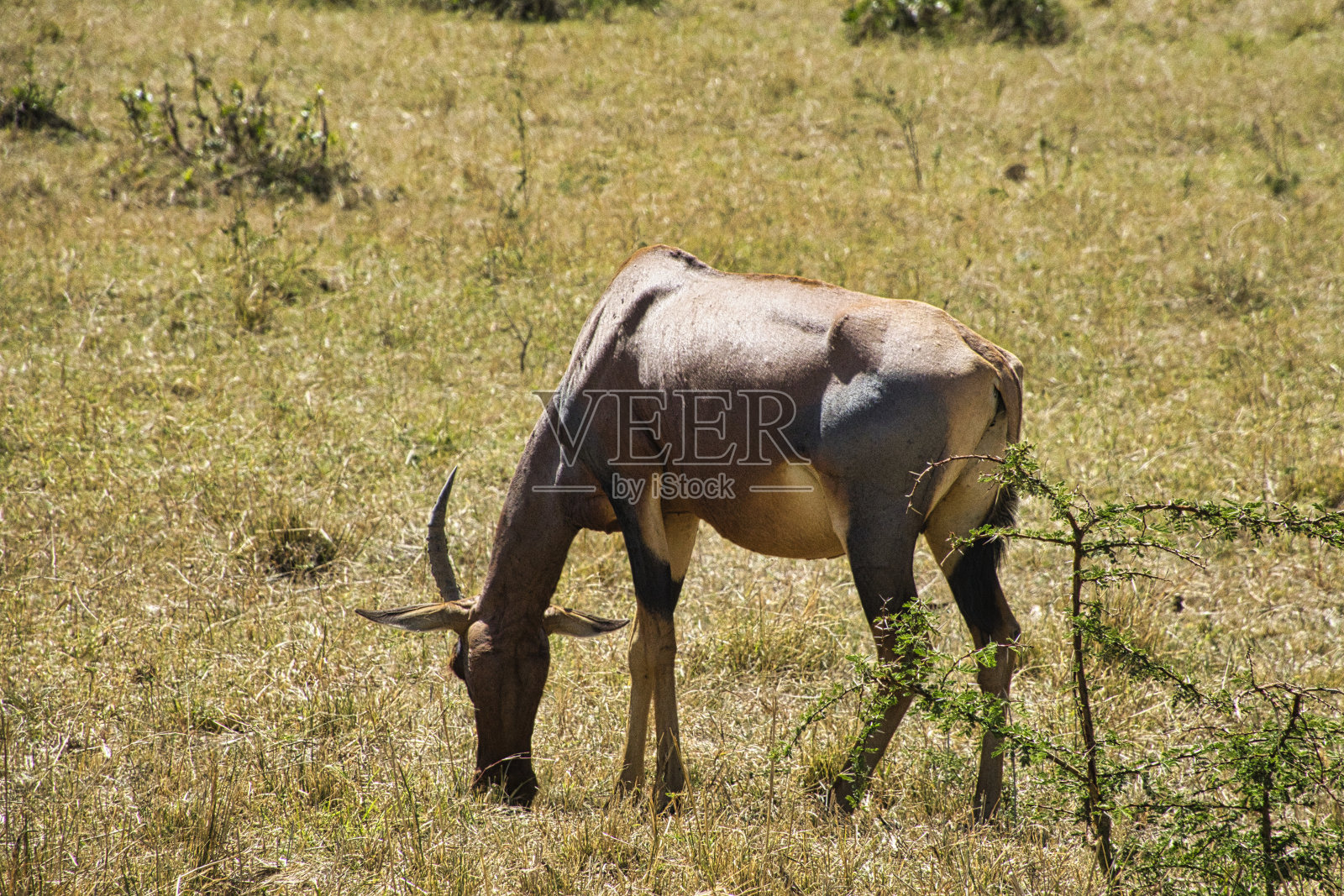 观塘野照片摄影图片
