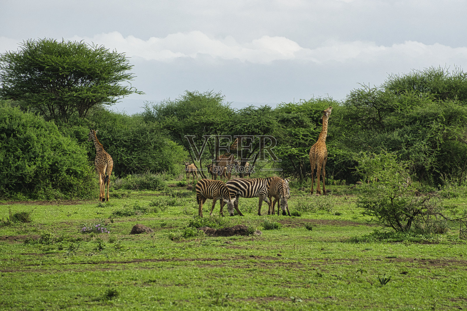 东迁，西迁，肯尼亚阿姆博塞尔公园，长颈鹿照片摄影图片