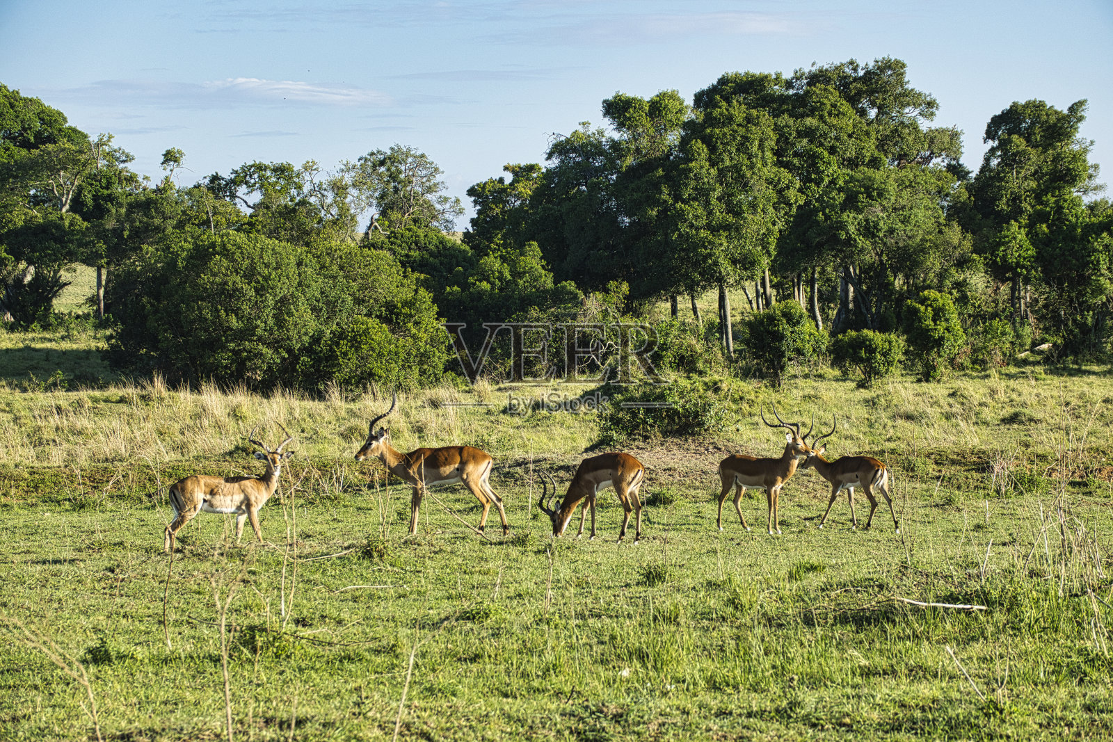 观塘野照片摄影图片