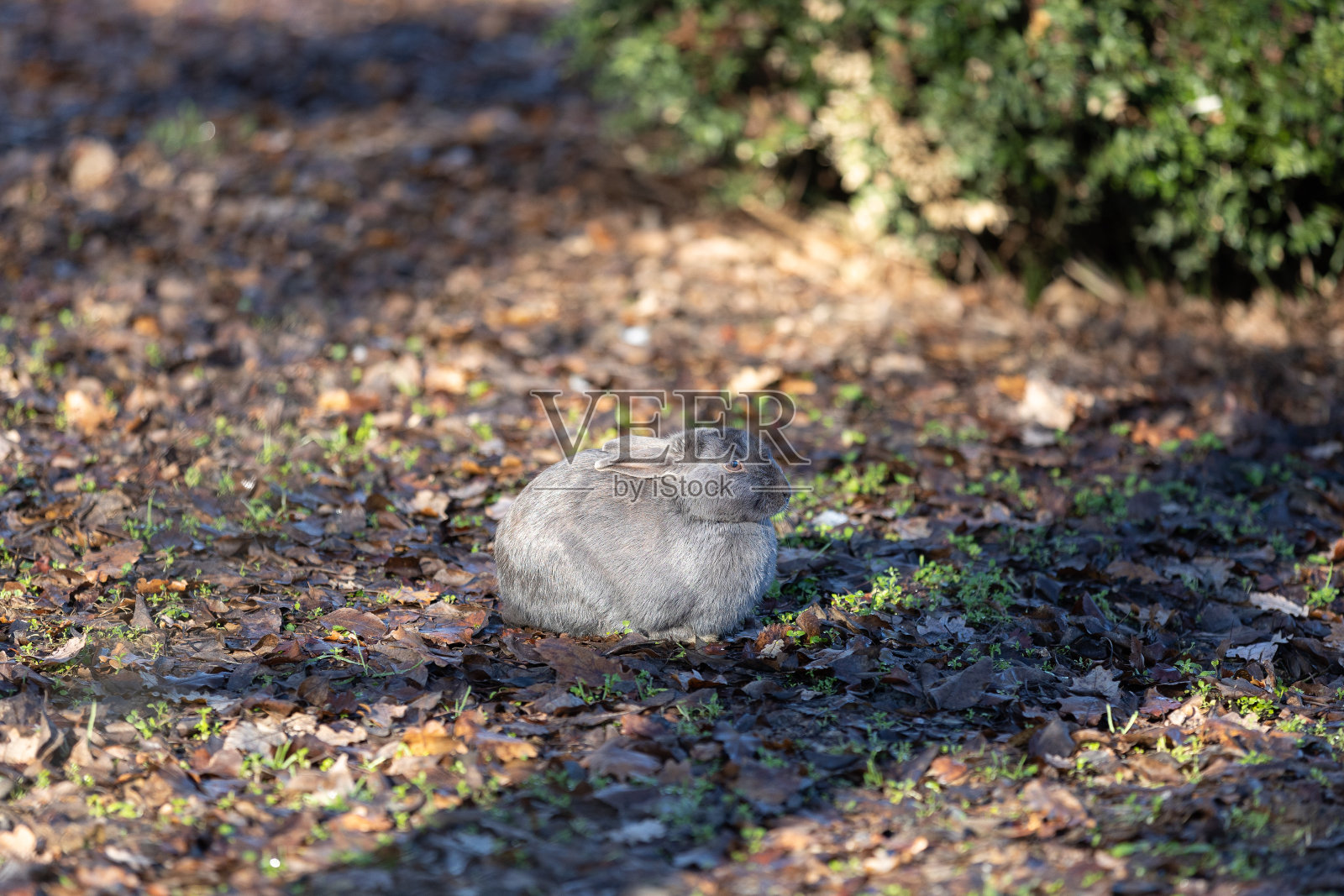 小灰兔在外面的树叶间照片摄影图片