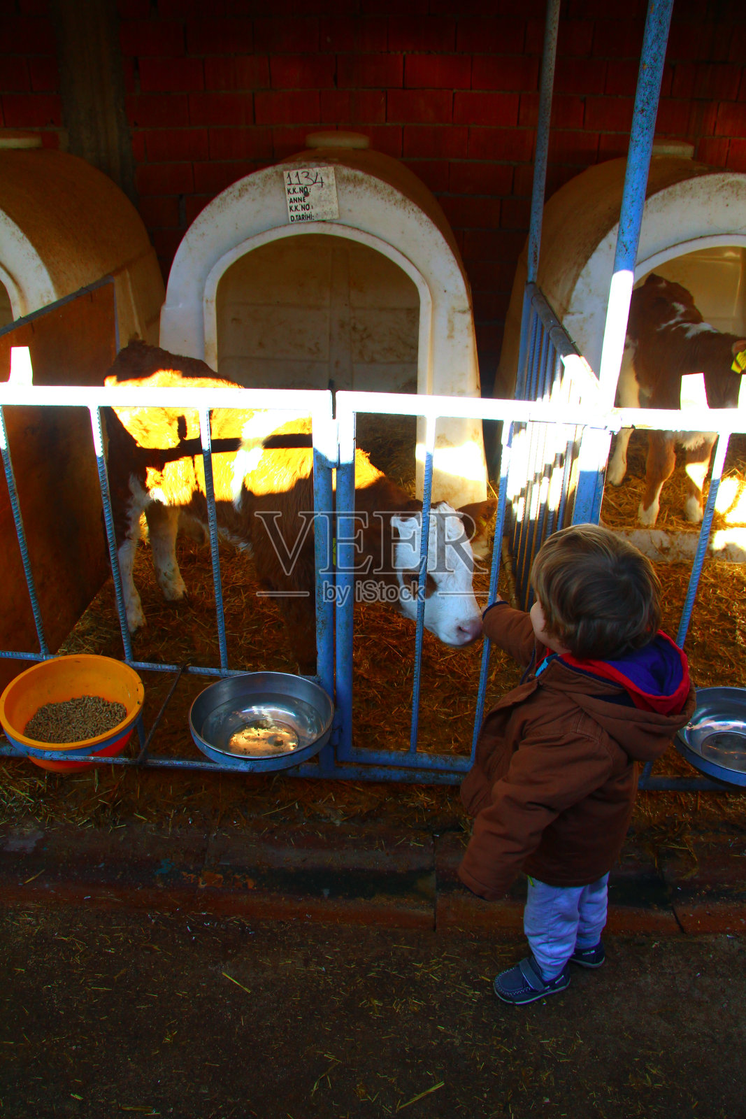 土耳其农场里的小孩和小牛照片摄影图片