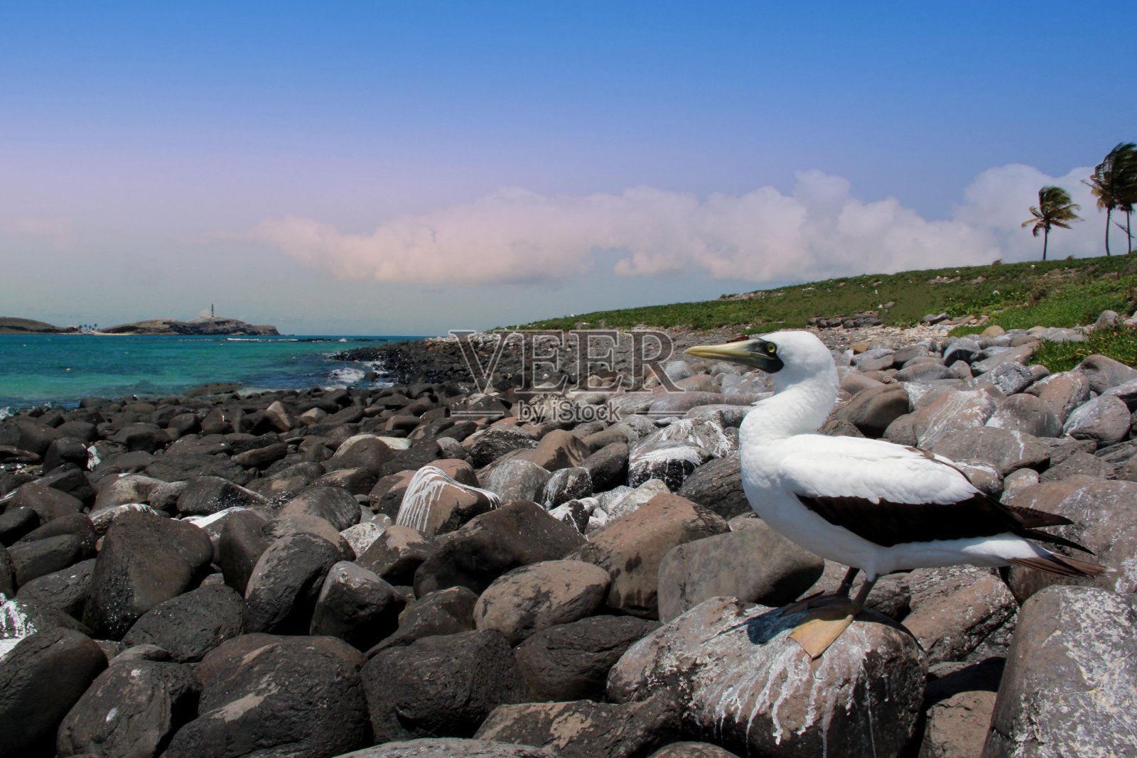 巴伊亚州南部的阿布罗霍斯照片摄影图片