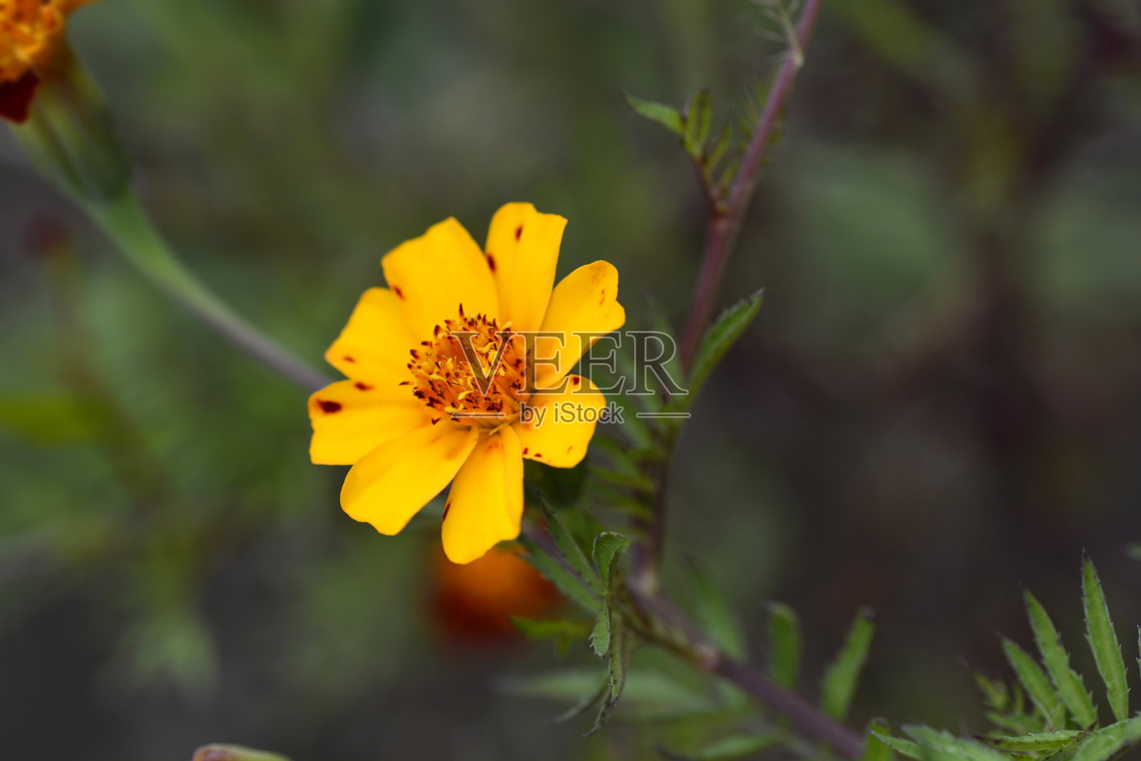 孔雀草照片摄影图片