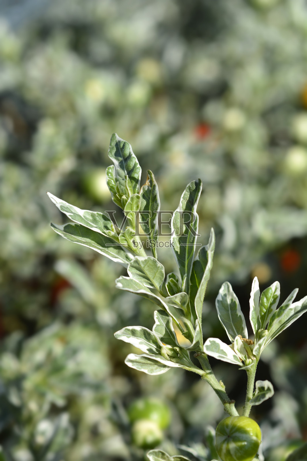 组合成耶路撒冷樱桃照片摄影图片