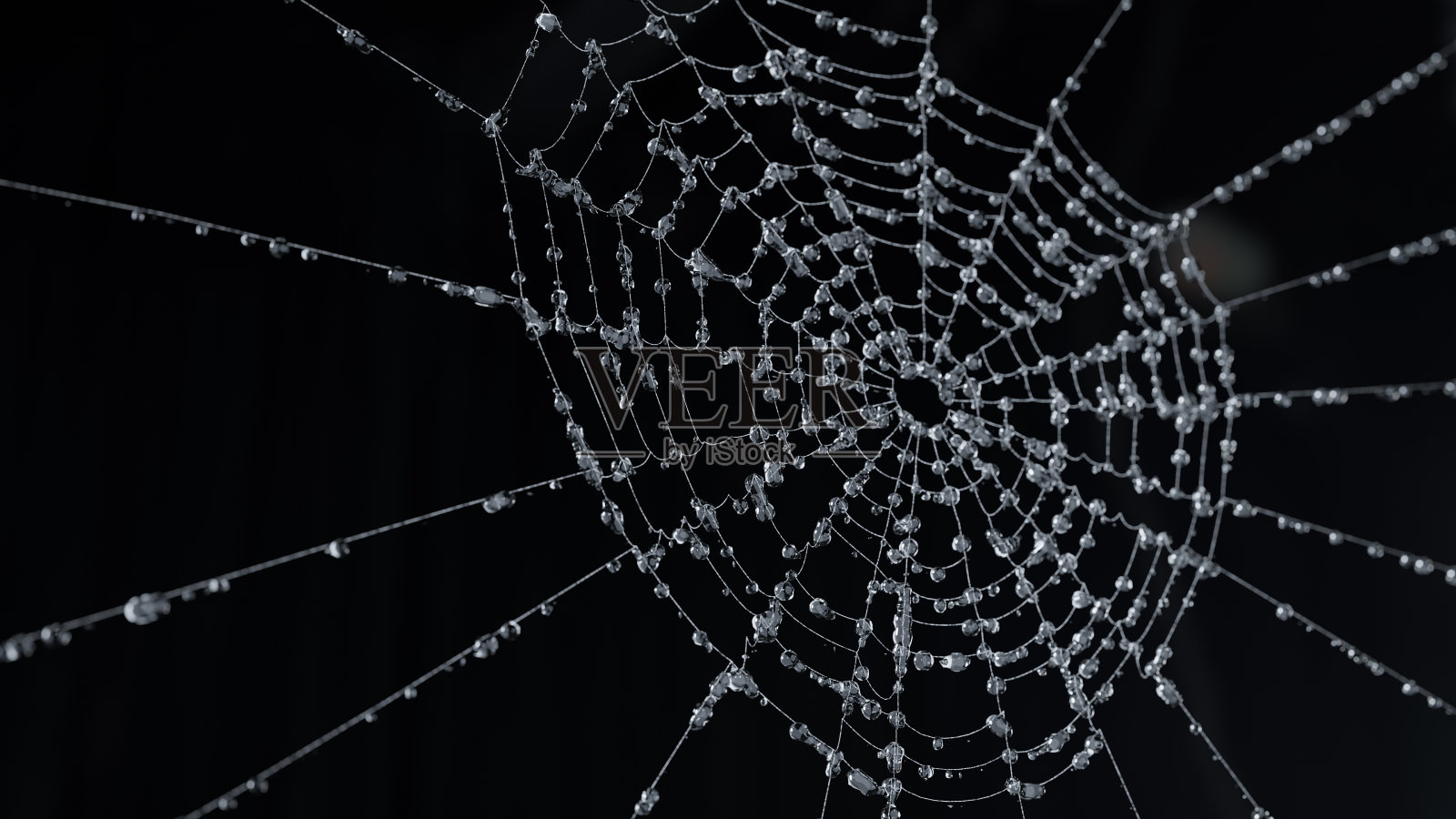 蜘蛛网照片摄影图片