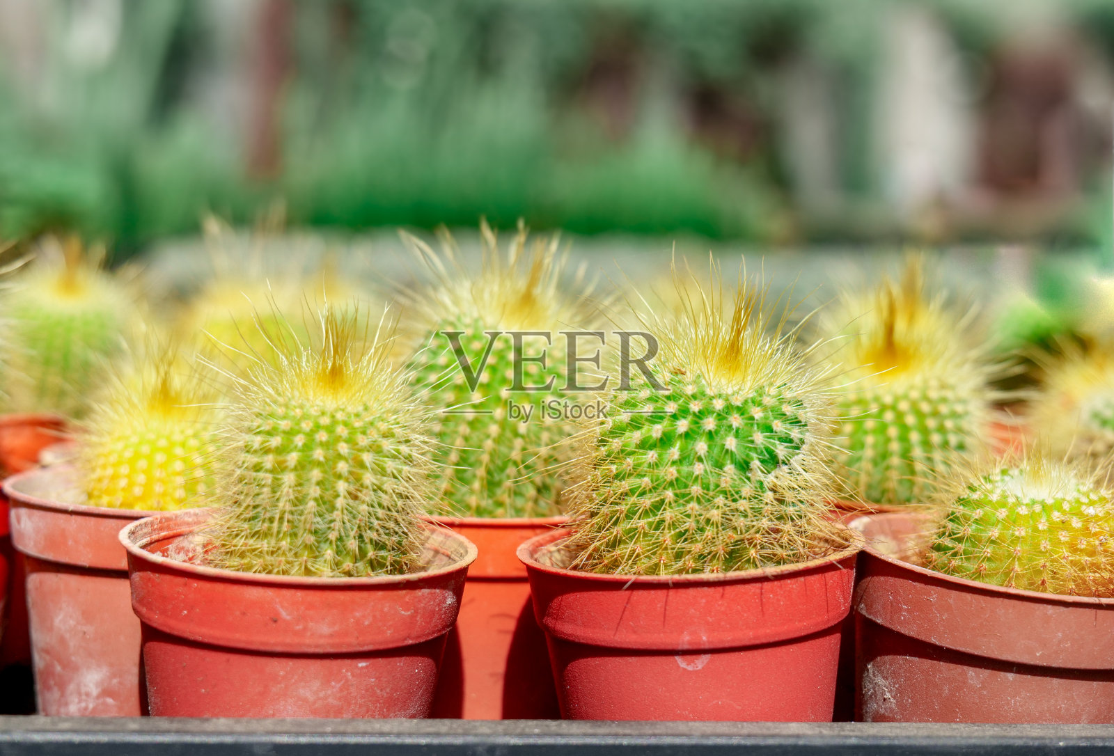 红色花盆里的小仙人掌。照片摄影图片