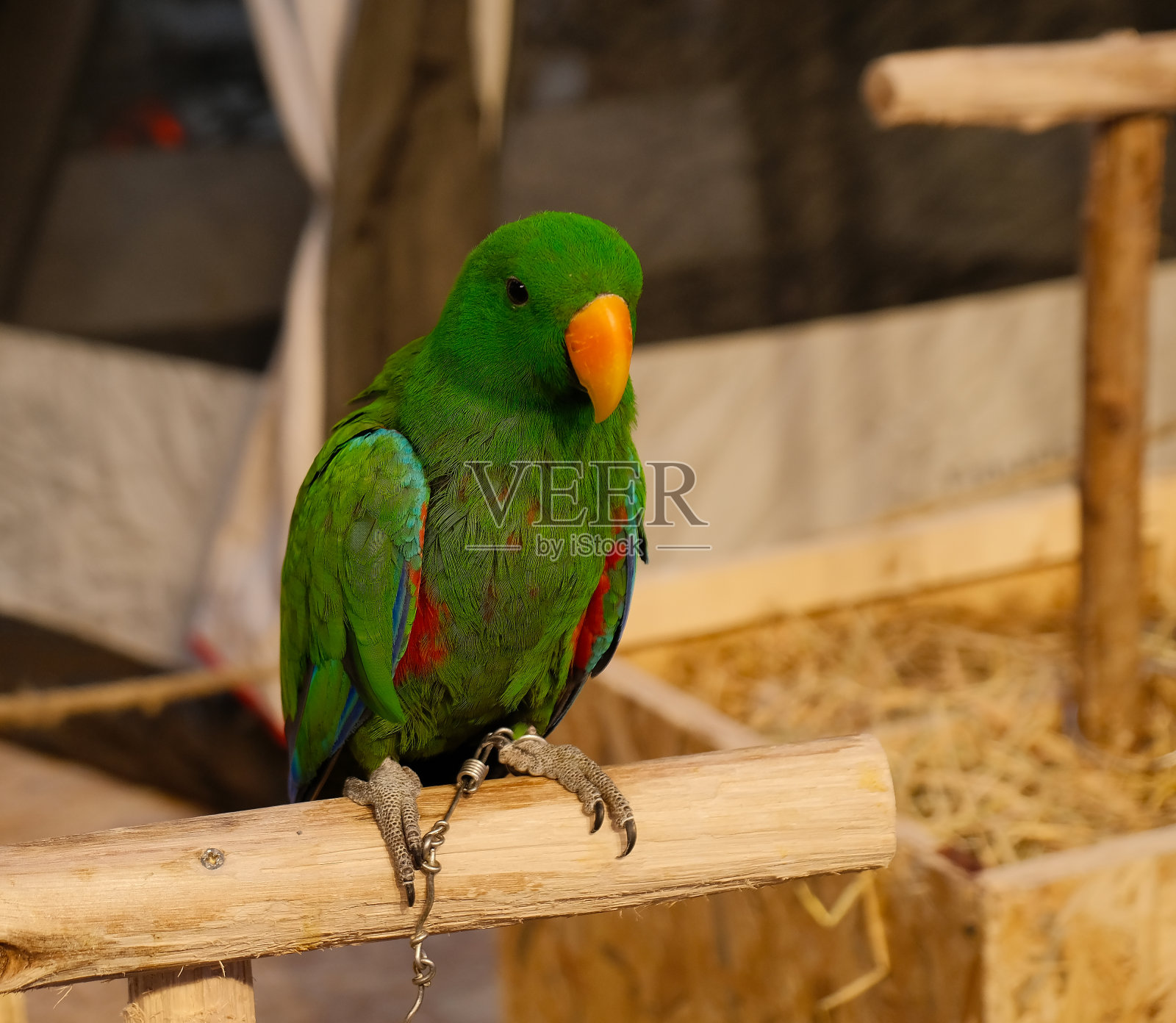 色彩鲜艳的鹦鹉鸟照片摄影图片