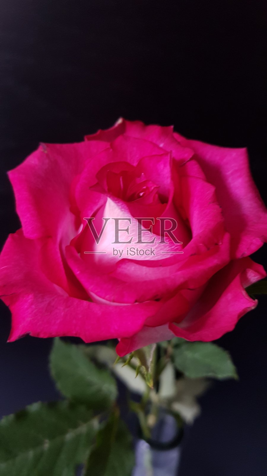 红粉玫瑰的特写照片摄影图片