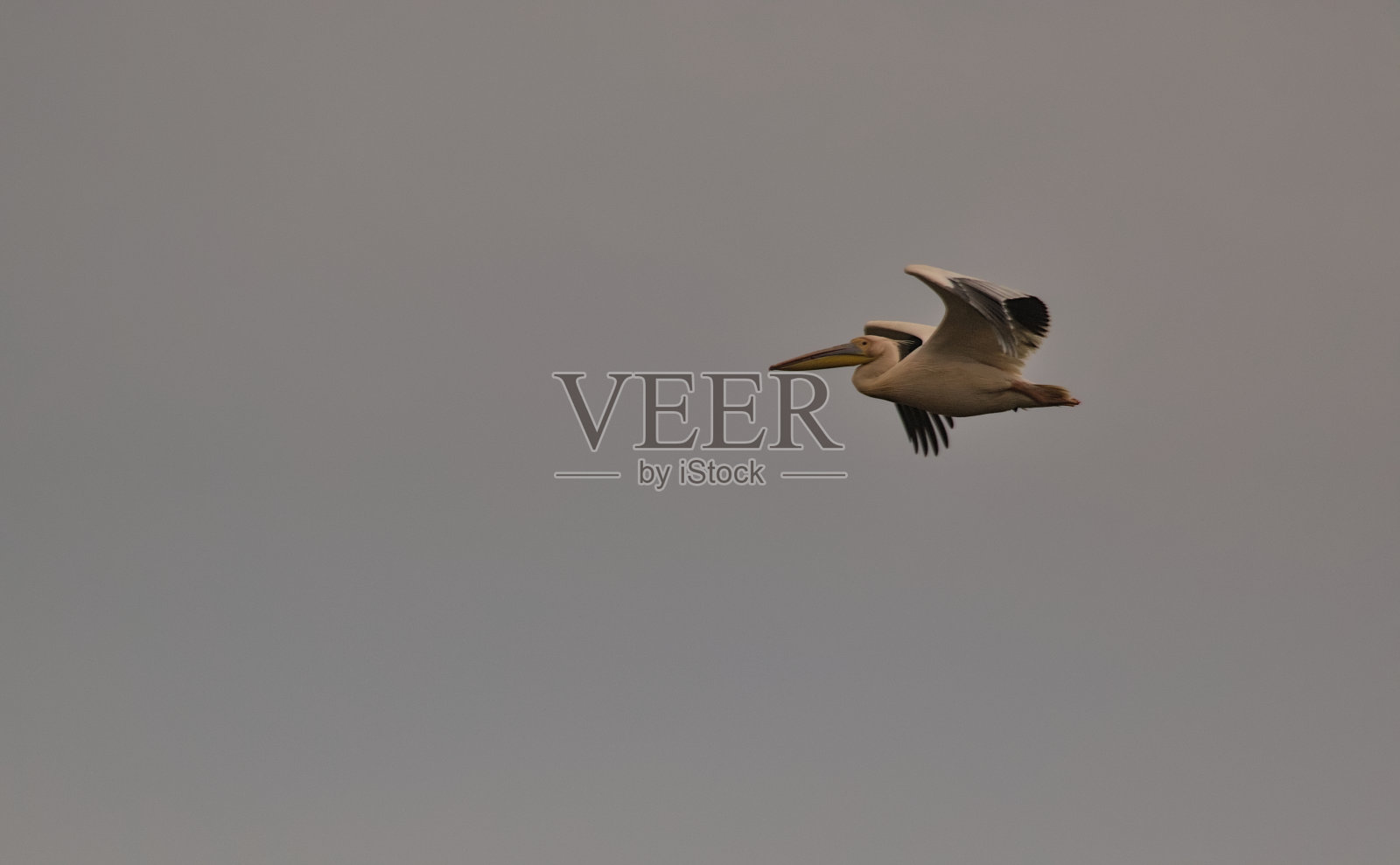 一只粉红色的背鹈鹕，翅膀张开。照片摄影图片