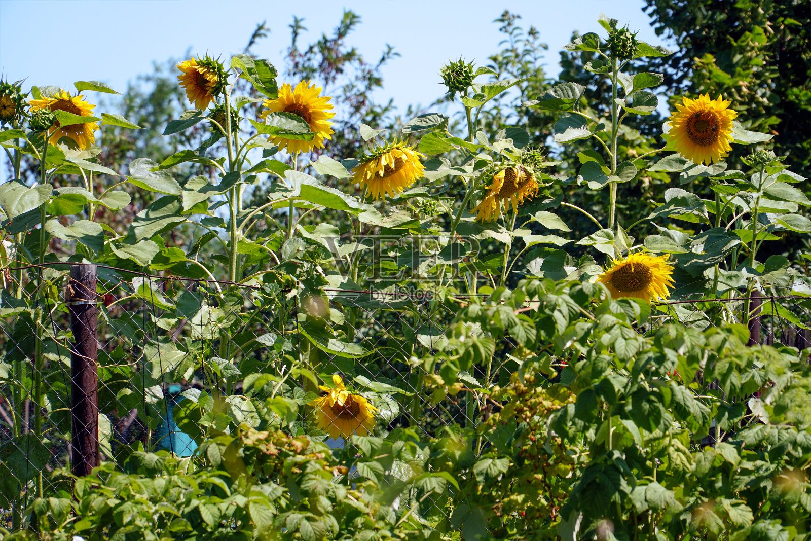 在炎热的夏天，花园里盛开着黄色的向日葵照片摄影图片