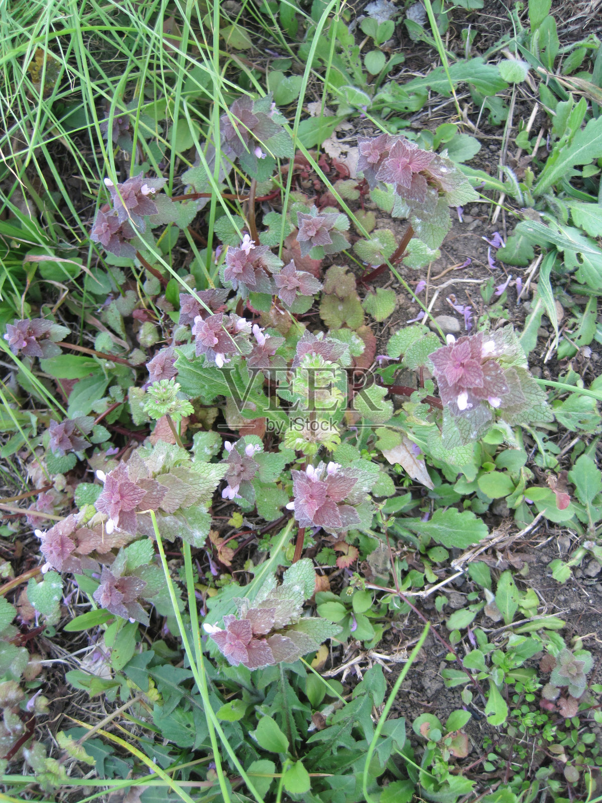 红死荨麻照片摄影图片