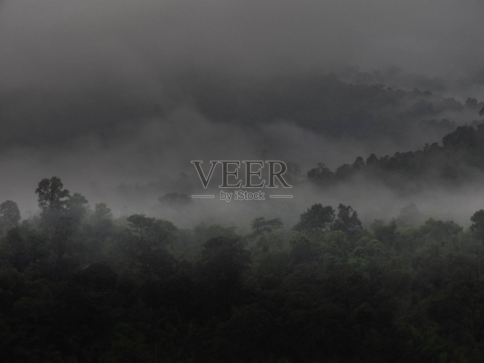 热带雨林的高角视图照片摄影图片