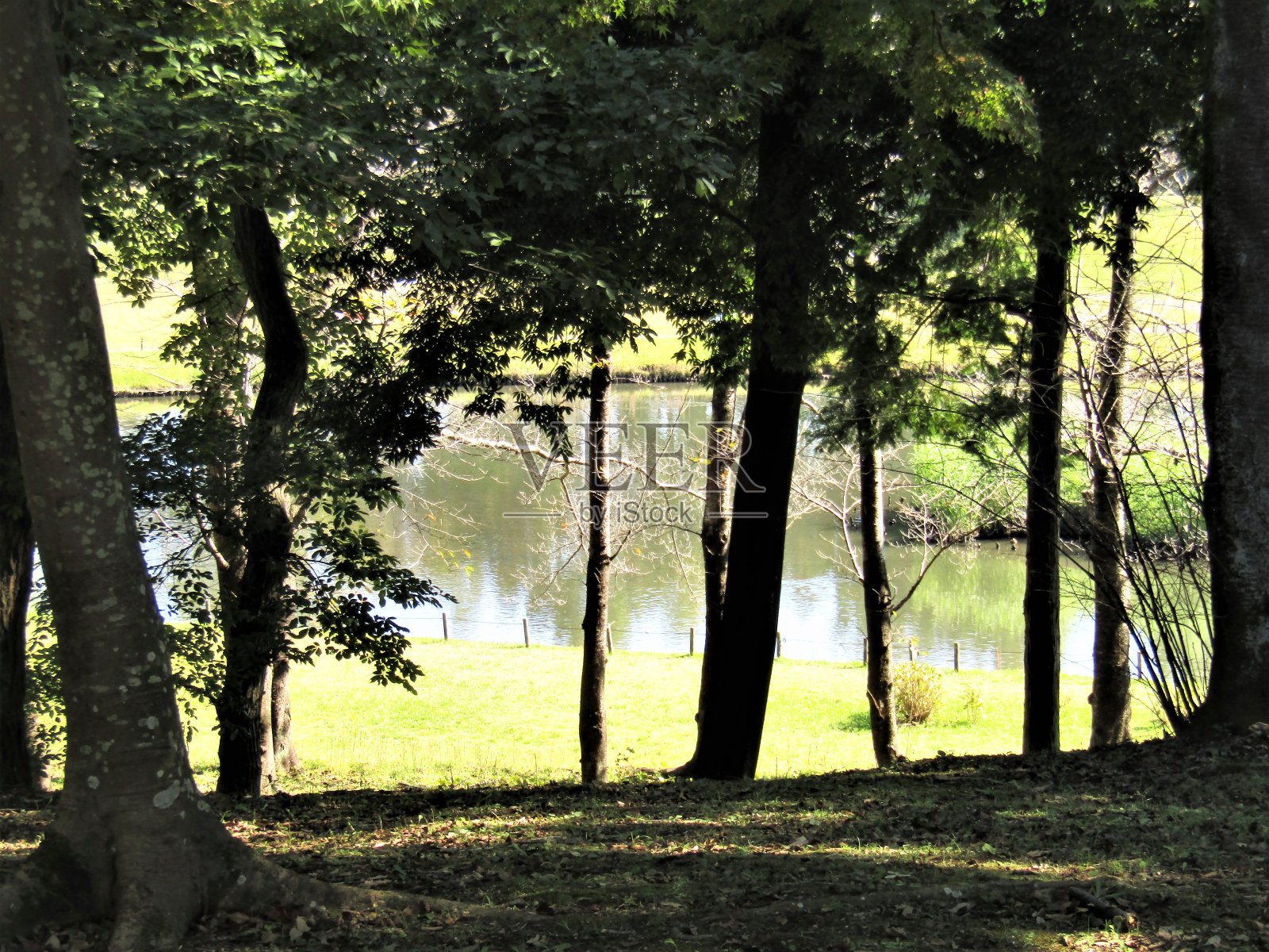 日本。十月阳光明媚的一天，湖边森林里的影子。照片摄影图片