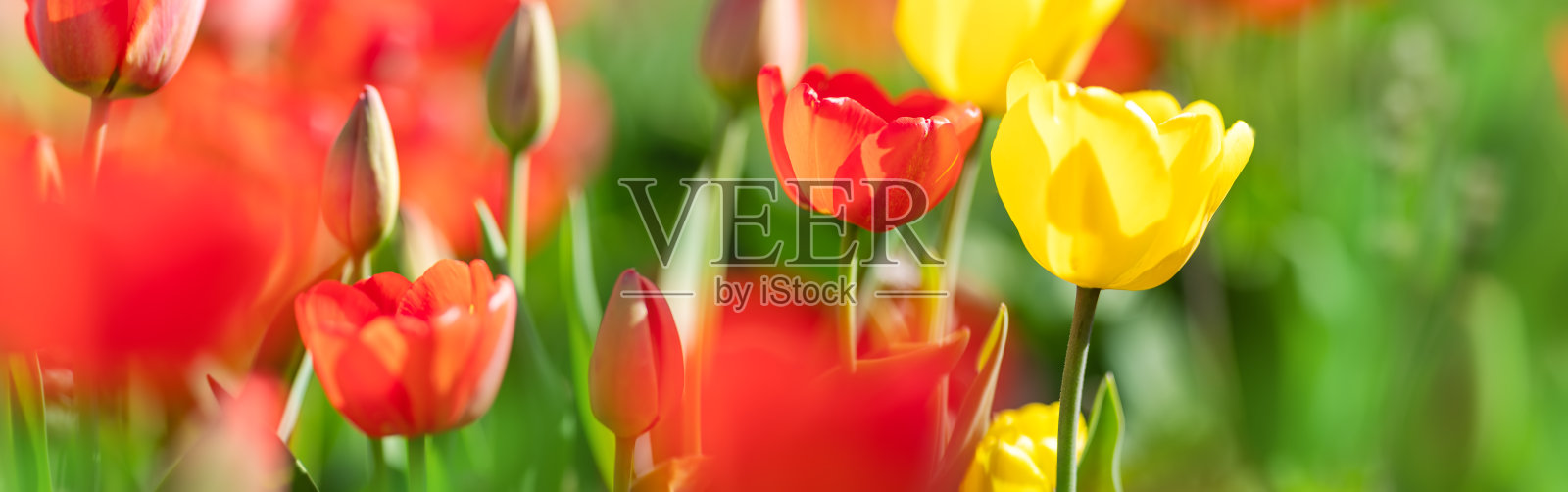 花园里的花坛里有红色的郁金香和黄色的水仙。美丽的花在阳光明媚的一天在蓝色的天空背景照片摄影图片