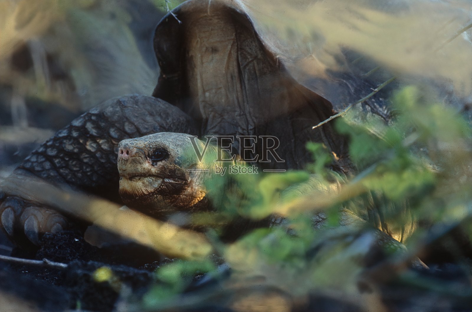 加拉塔帕戈斯象龟照片摄影图片