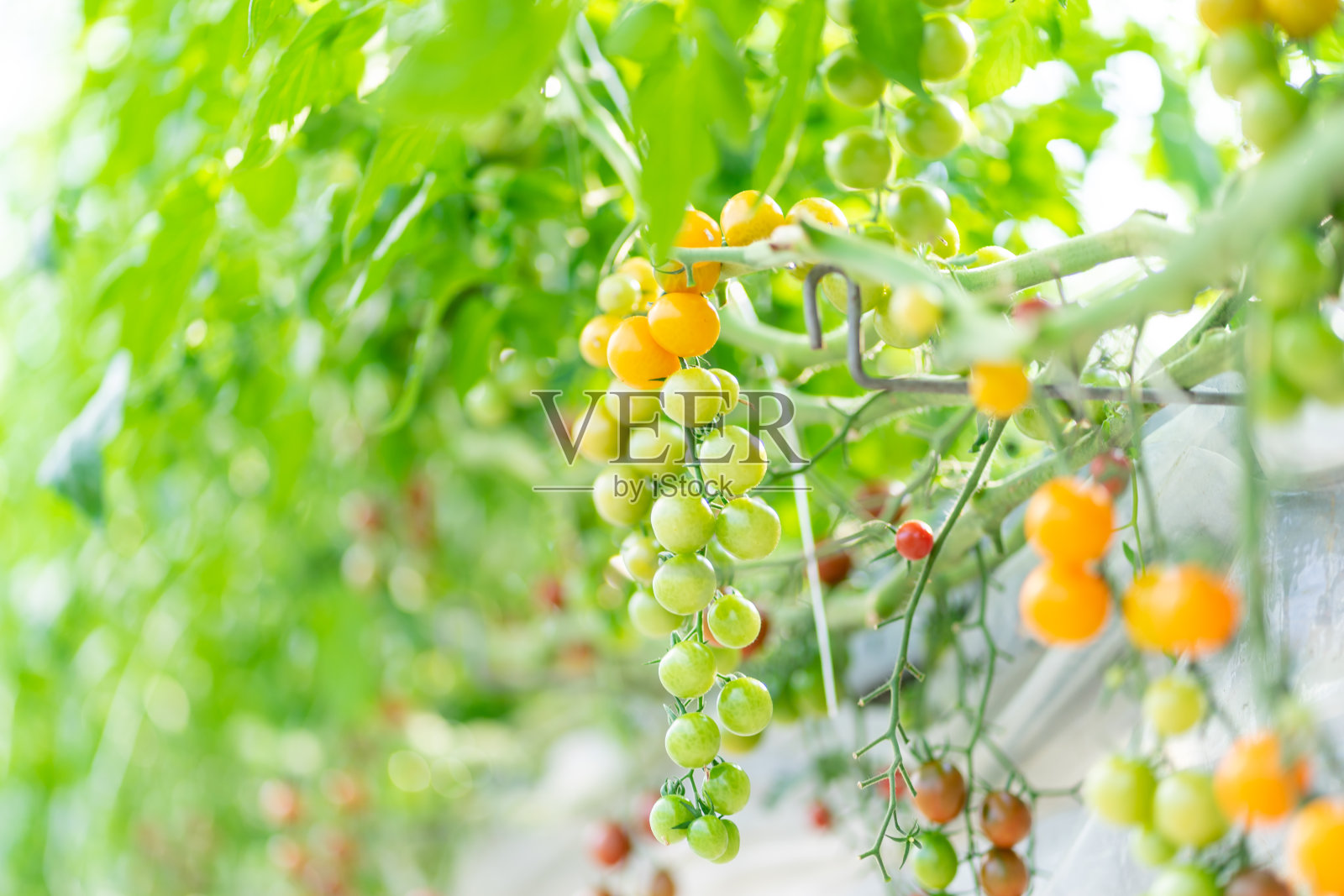 番茄，小番茄，小番茄，水果，番茄，无成人，无农业蔬菜照片摄影图片