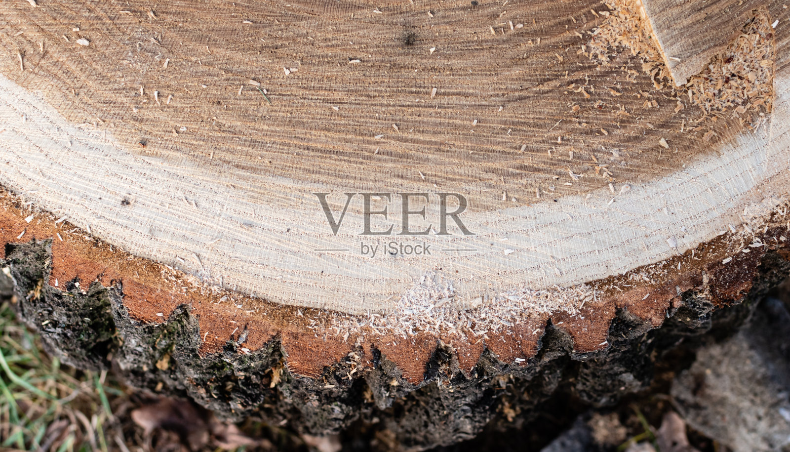 特写新切割的木材纹理照片摄影图片