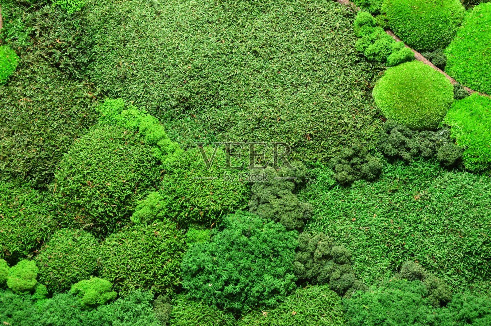 苔藓的背景照片摄影图片