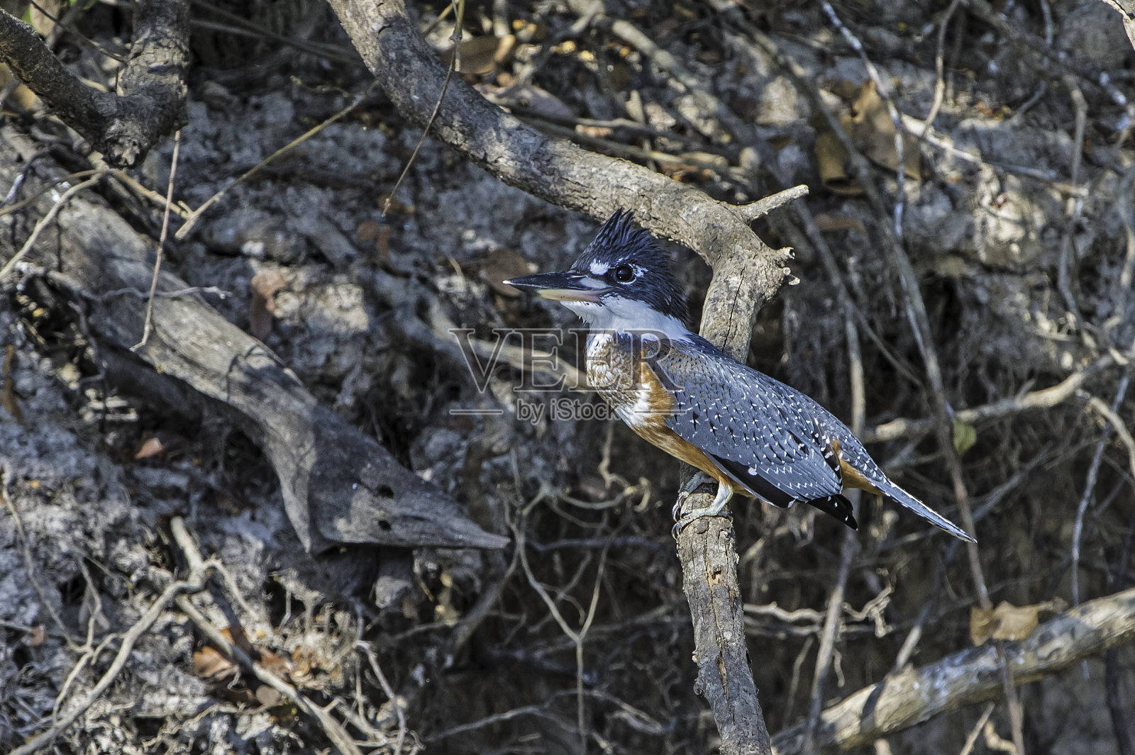 环颈翠鸟（Megaceryle torquata），一种大型、显眼且嘈杂的翠鸟，在巴西潘塔纳尔地区被发现照片摄影图片