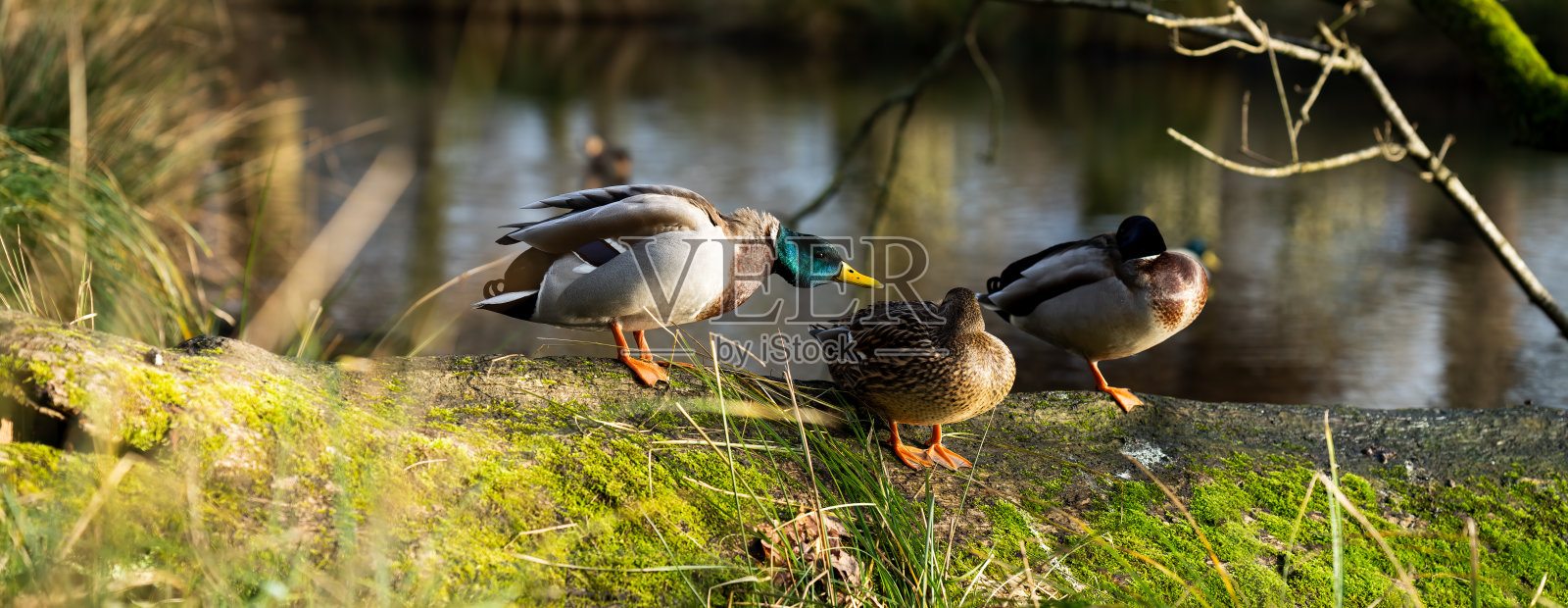 在湖边休息的鸭子照片摄影图片