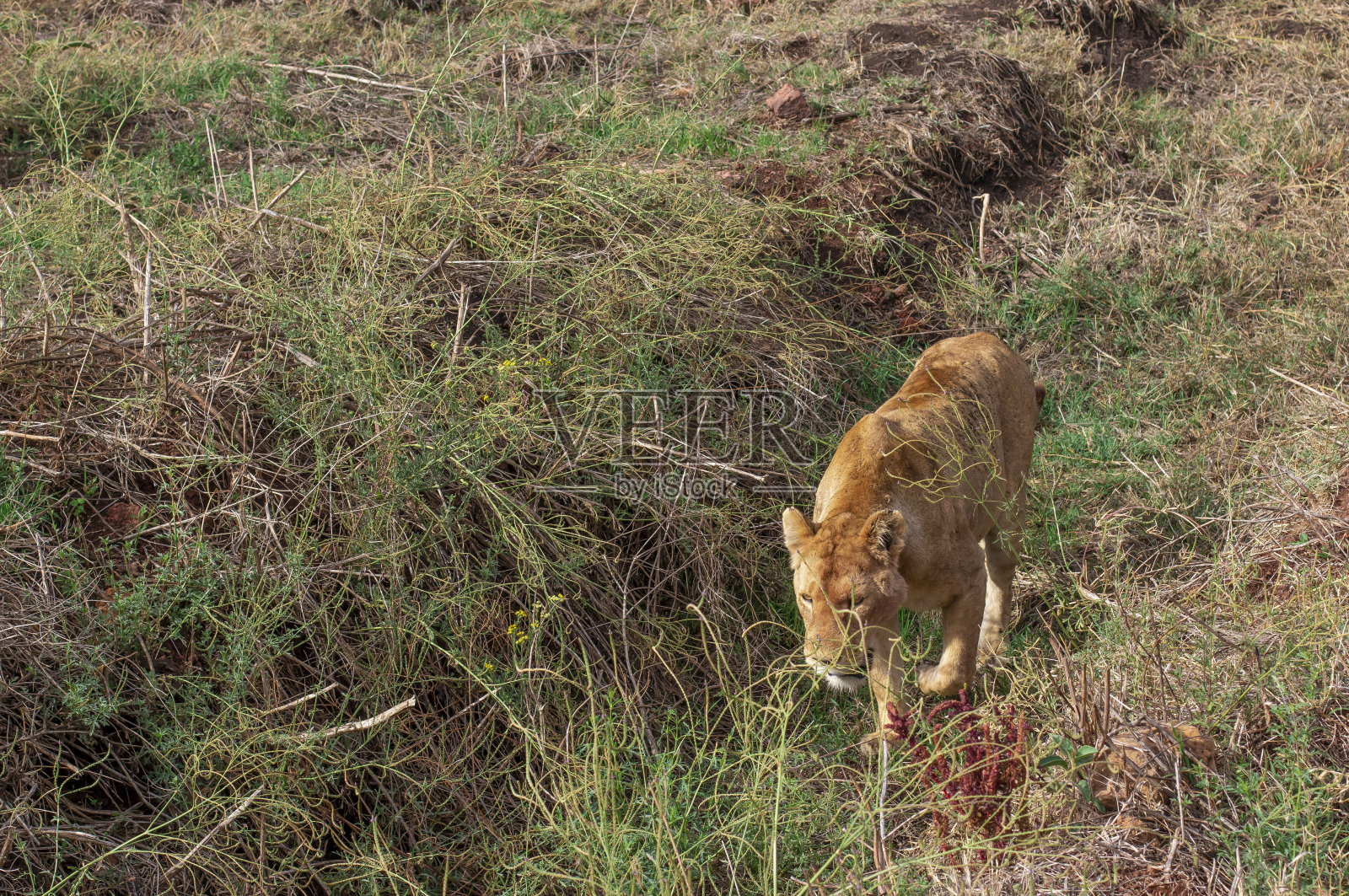 在坦桑尼亚恩戈罗戈罗火山口的一次狩猎活动中，一只母狮子在草地上行走照片摄影图片