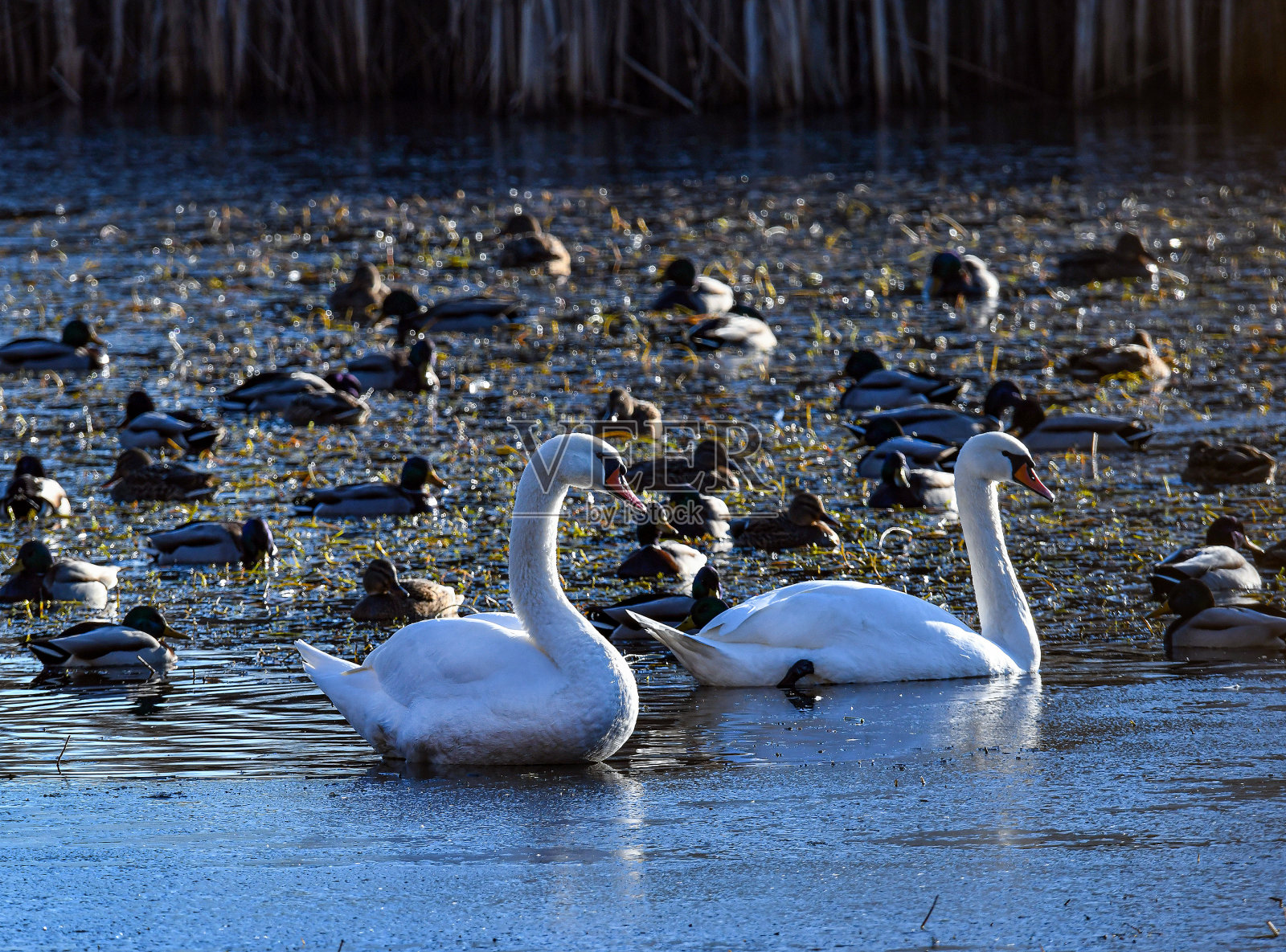 湖上有天鹅和野鸭照片摄影图片