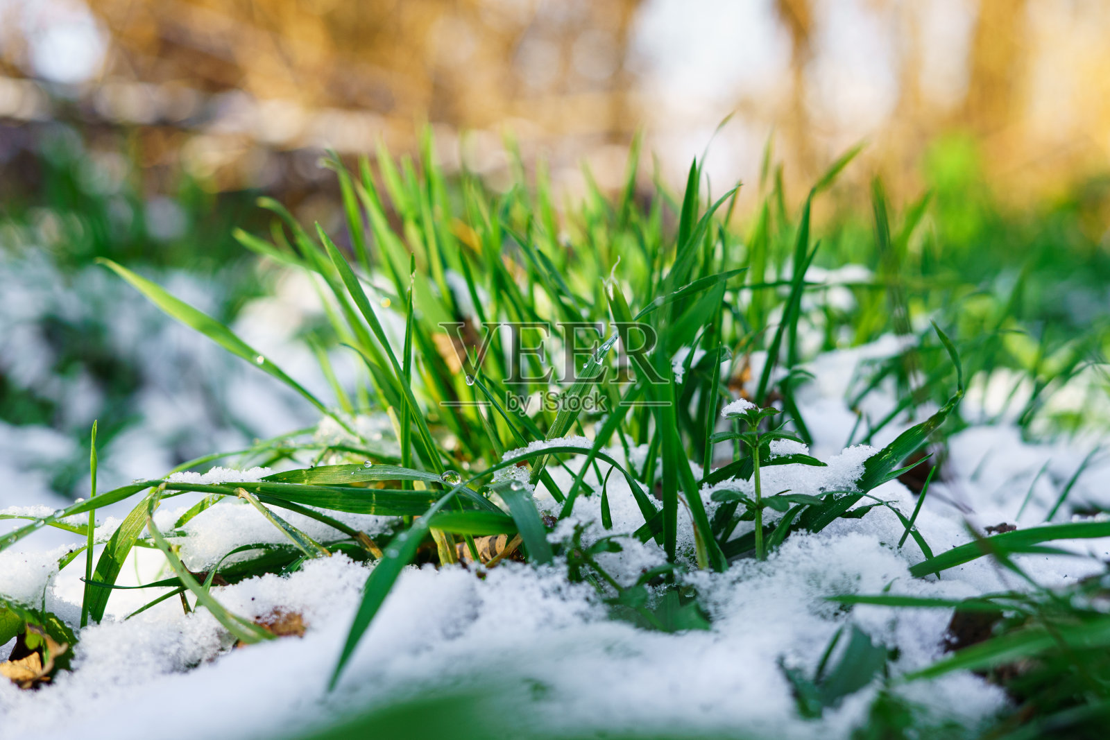 在融雪期间，年轻的绿草从融化的雪中生长出来照片摄影图片