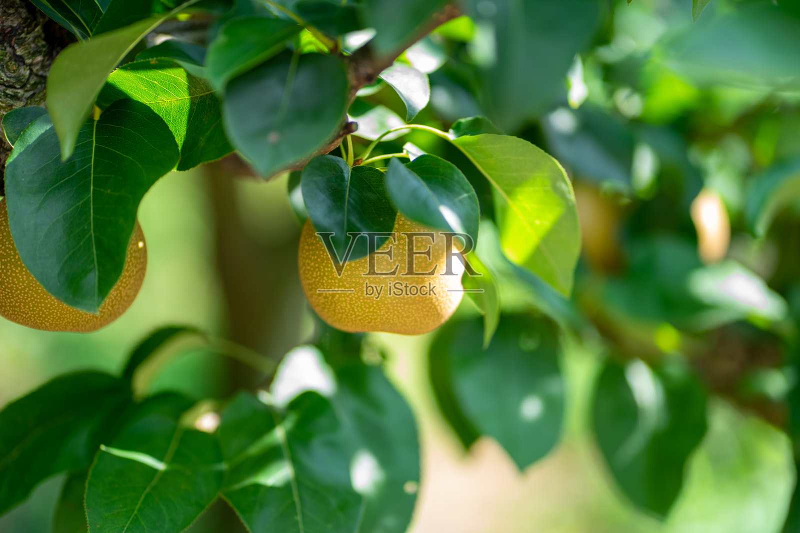 梨树。日本农村的梨农场。照片摄影图片