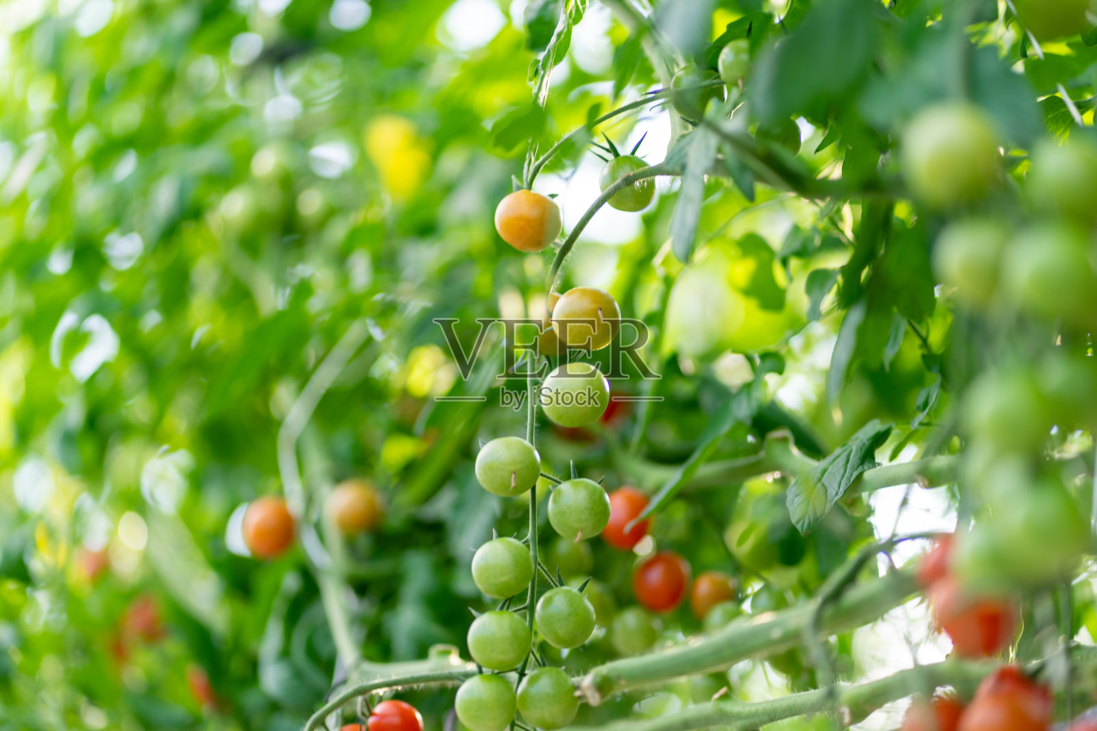 番茄，小番茄，小番茄，水果，番茄，无成人，无农业蔬菜照片摄影图片