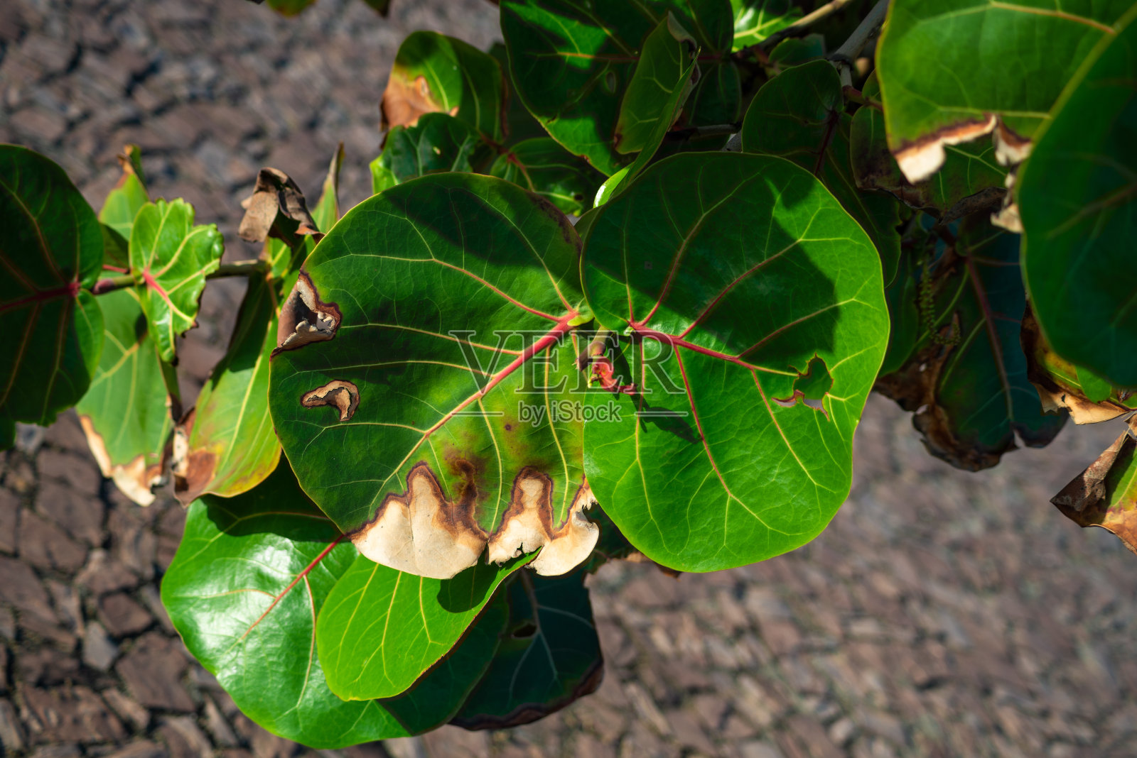 在强烈的阳光下，绿叶背对着地面。照片摄影图片
