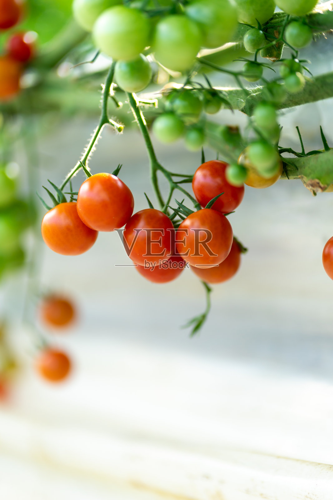 番茄，小番茄，小番茄，水果，番茄，无成人，无农业蔬菜照片摄影图片