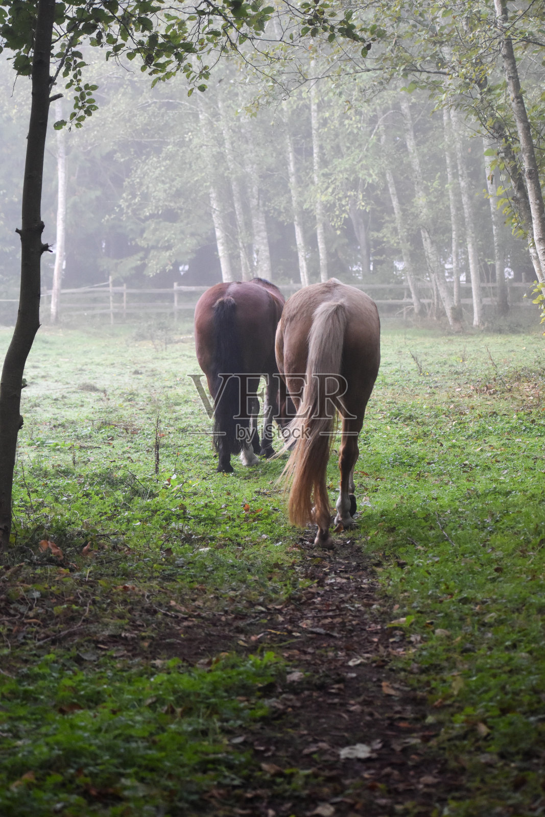 在一个雾蒙蒙的早晨去牧场照片摄影图片