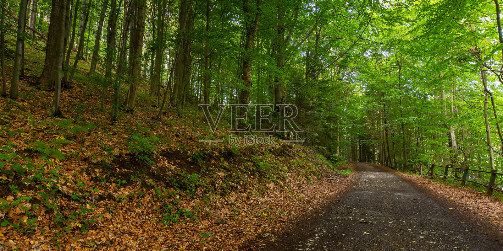 乡村沥青路穿过森林照片摄影图片