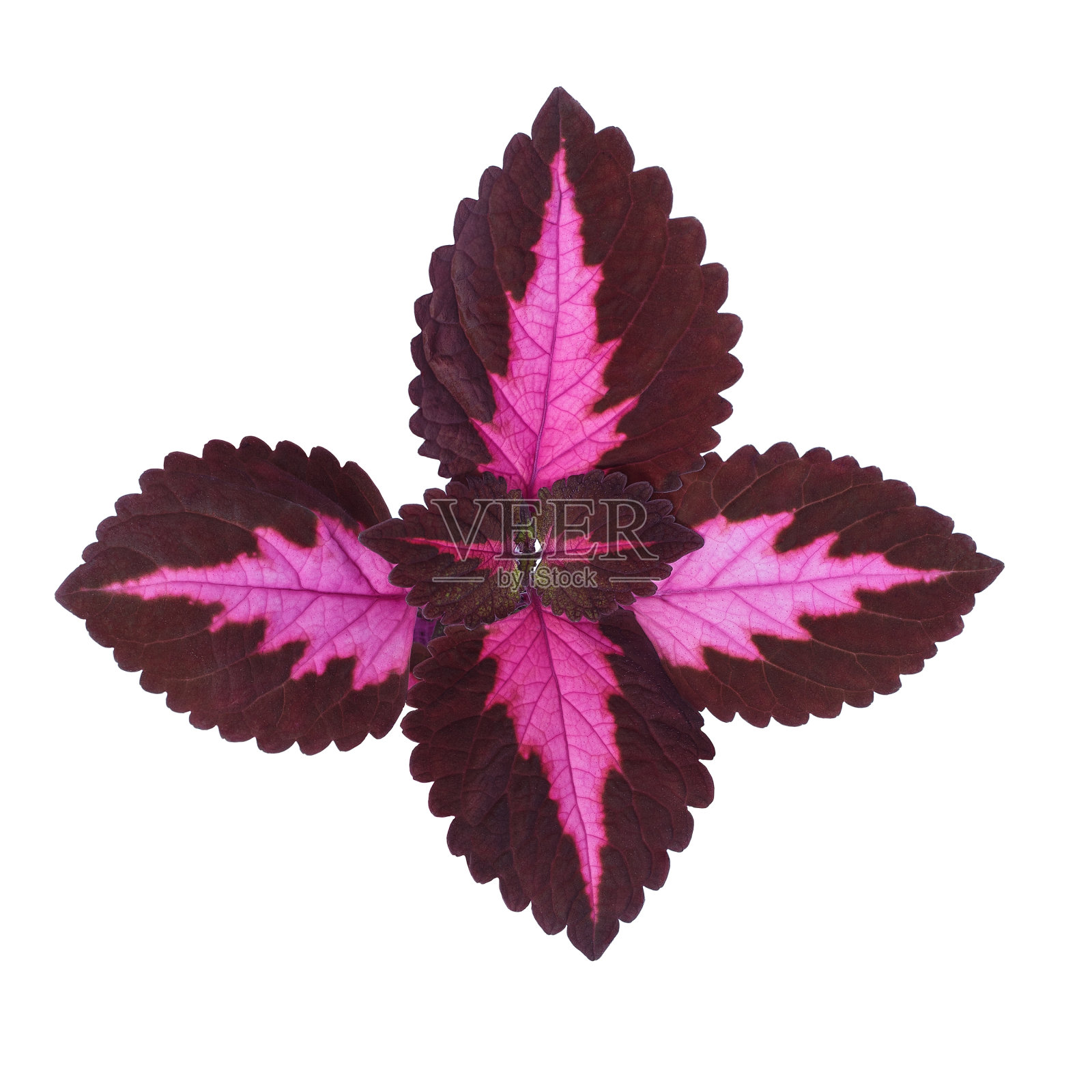 Ñoleus叶子在白色背景照片摄影图片