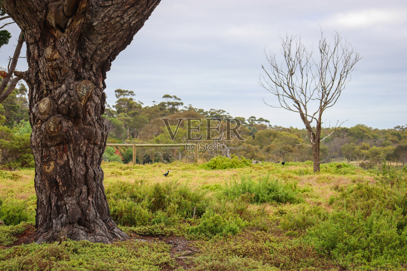 景观树照片摄影图片