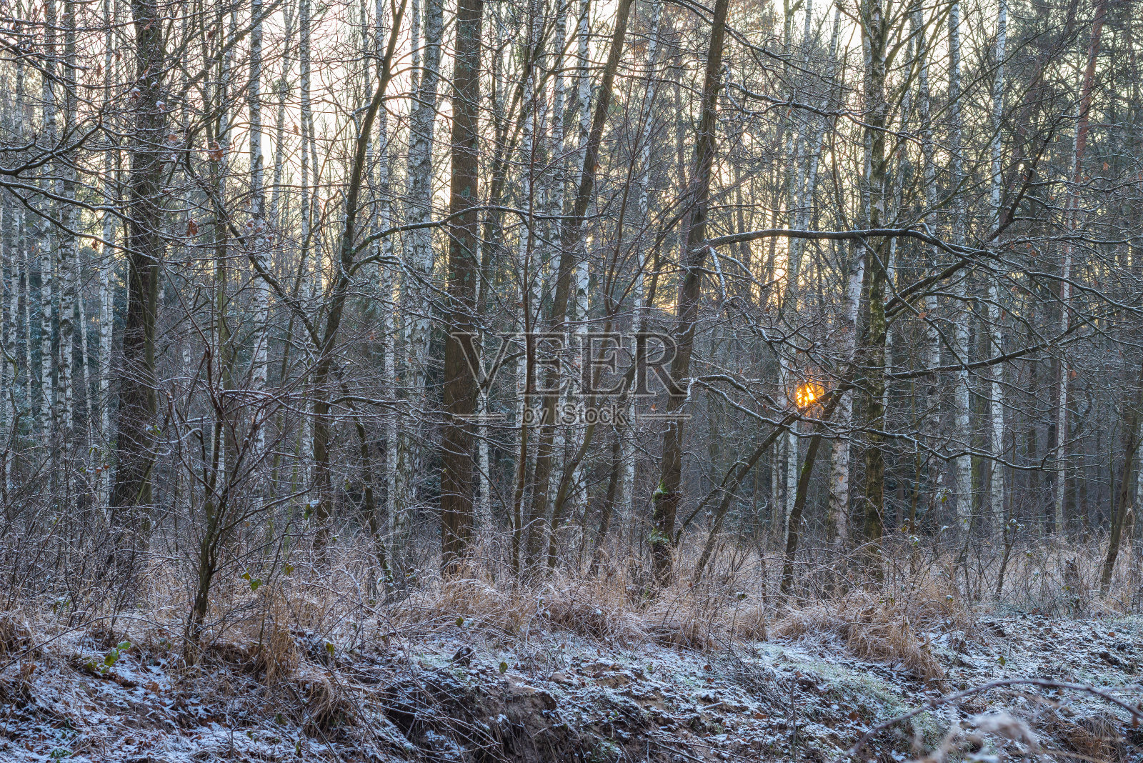 冬日清晨的森林，阳光照在桦树的树干上照片摄影图片